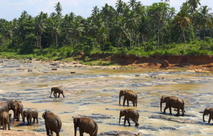 Dream Path of Sri Lanka